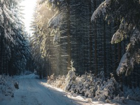 Lesní cesta v zimě - ráj běžkařů