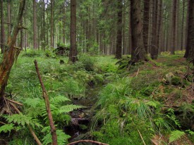 Lesní potok