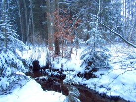 Zima v lesích okolo hotelu